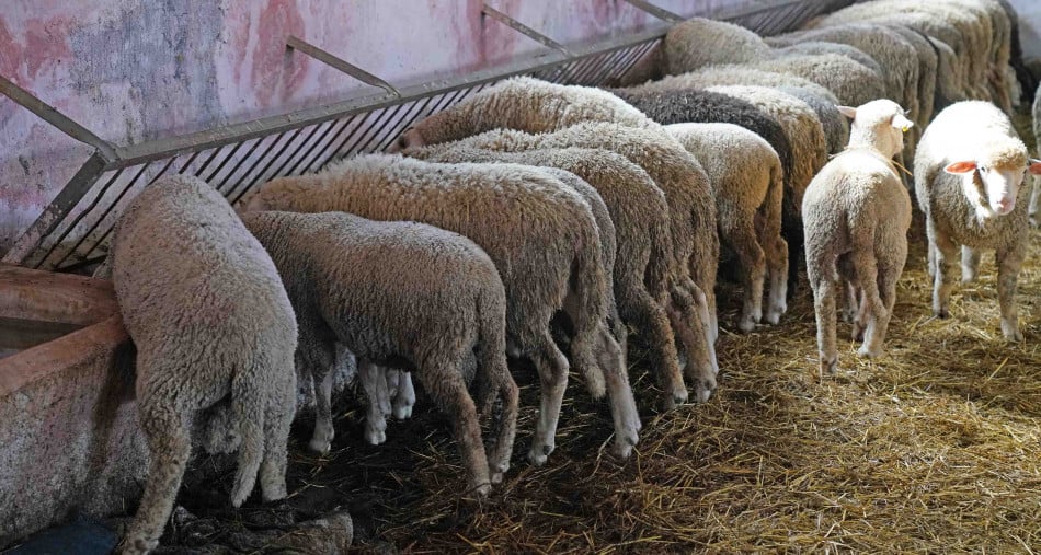 El Bouari : plus de 500.000 éleveurs bénéficiaires de la distribution de fourrages subventionnés