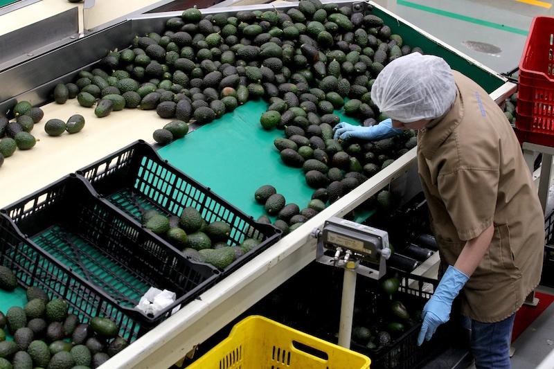 Dès le début de la saison, les exportations d'avocats atteignent un niveau record 