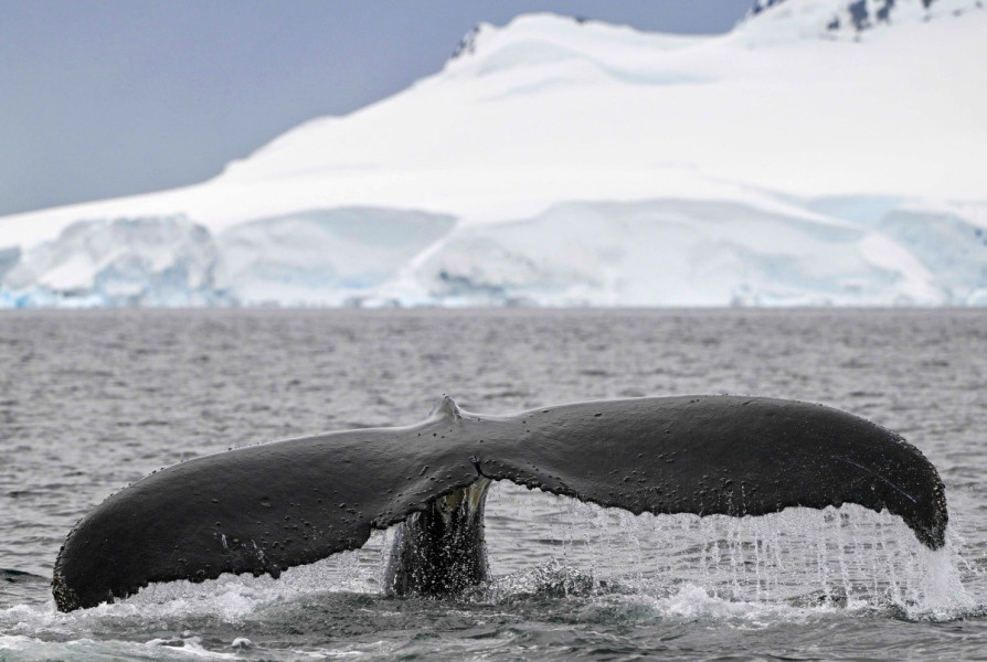 علماء يقتفون آثار الحيتان الحدباء في مياه أنتركتيكا المتجمدة