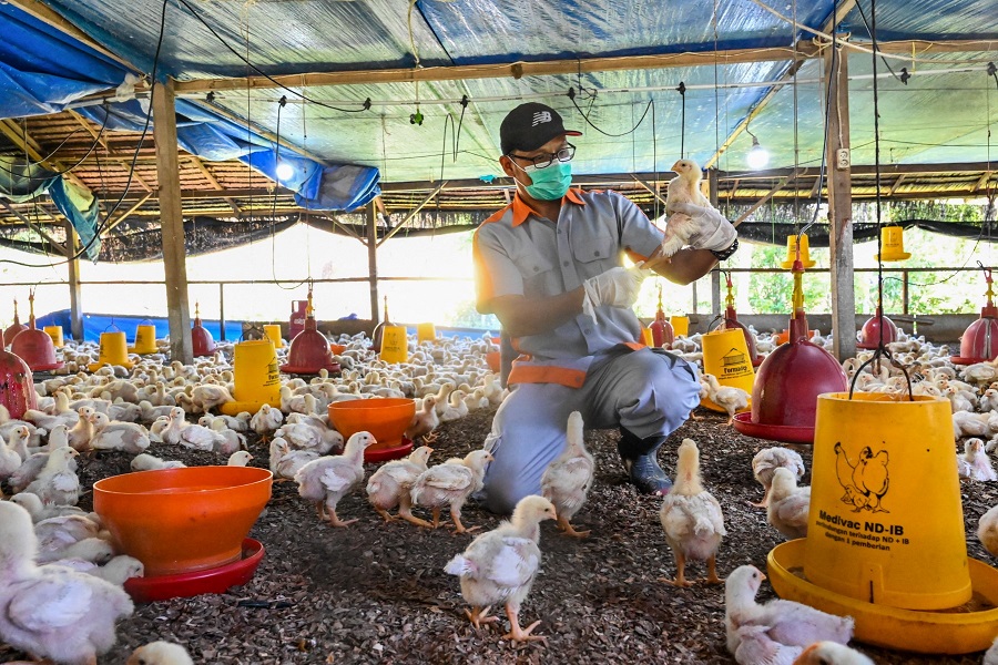 Grippe aviaire : l’OMS juge "faible" le risque global posé par le virus H5N1