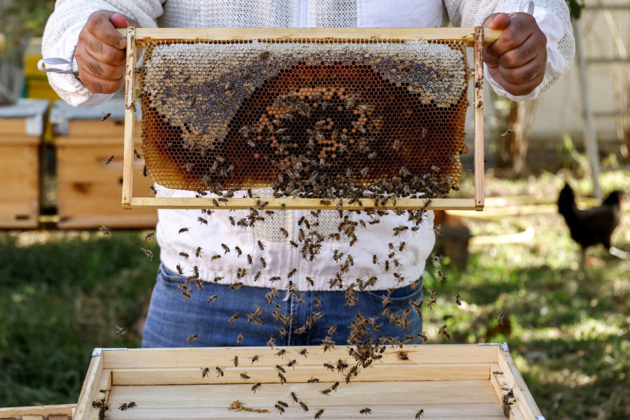 Apiculture