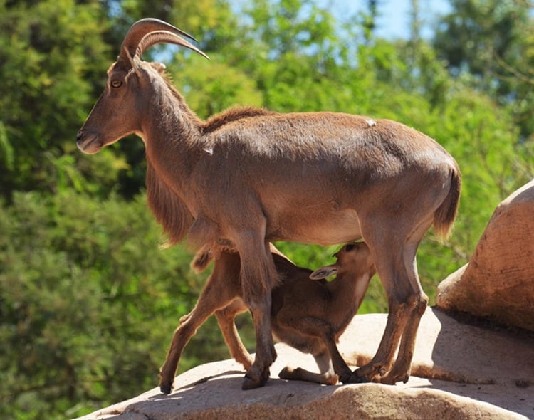 Naissance-Zoo de Rabat