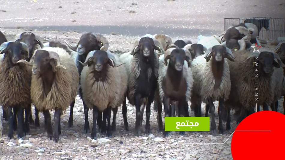 بني كيل