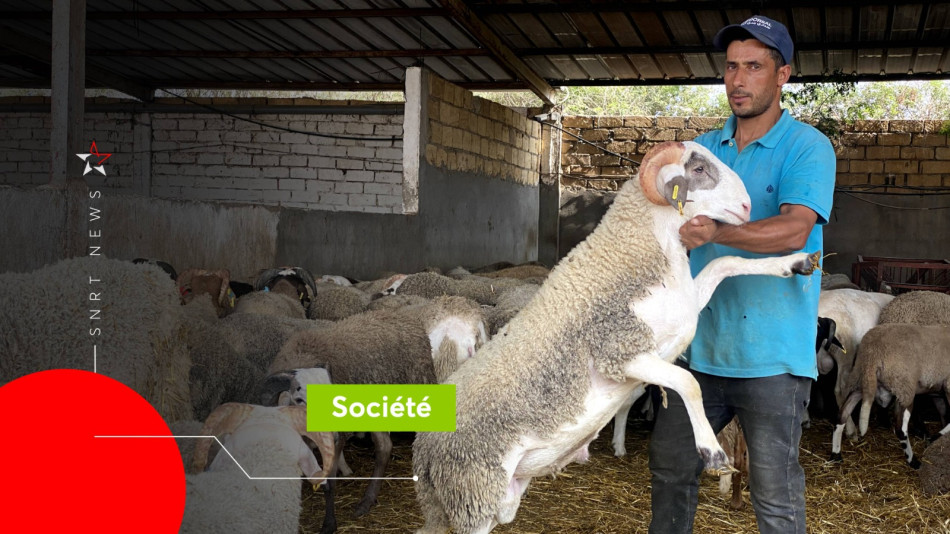 Reportage dans un souk de moutons
