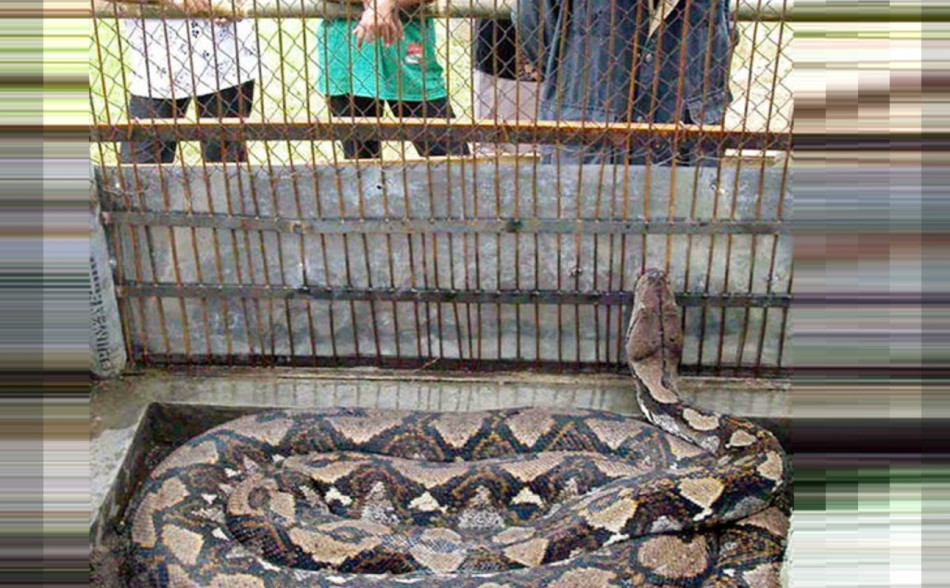  snake 