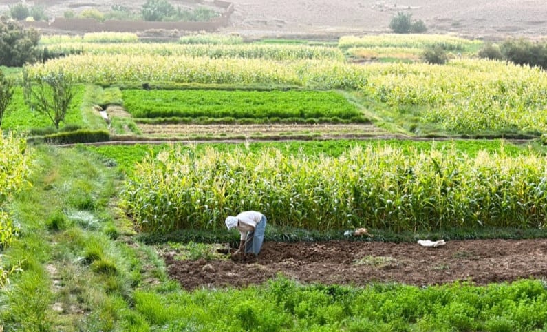 فلاحة