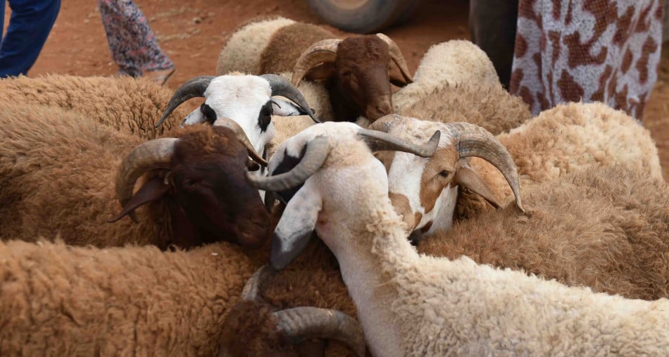 Aïd Al Adha: les Marocains sont-ils toujours enclins à effectuer le sacrifice?