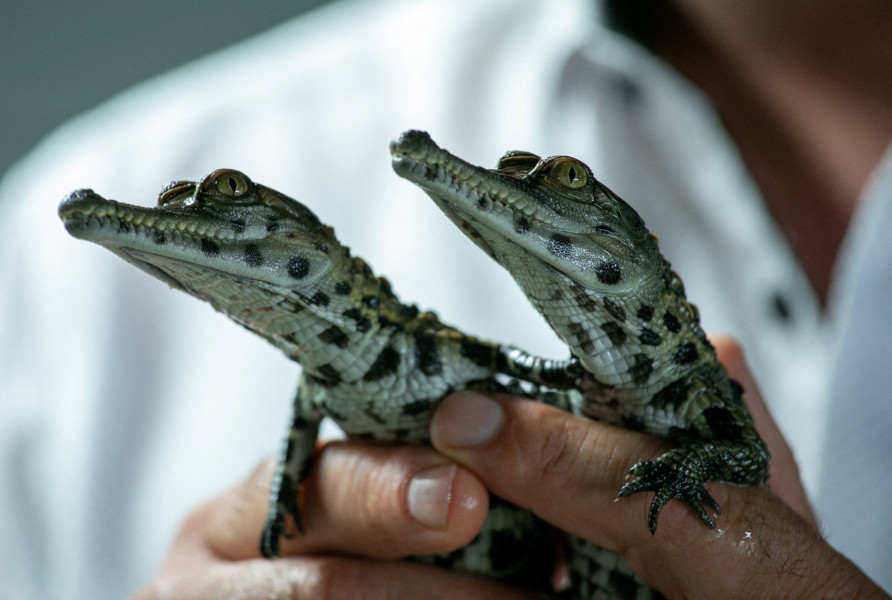 Crocodiles