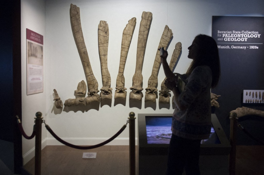 Paléontologie: une étude identitfie des empreintes de dinosaures dans le Moyen Atlas