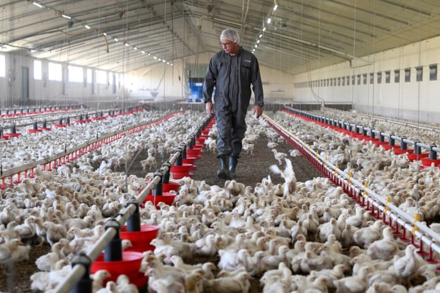 Grippe aviaire: L'UE développe de nouveaux outils pour briser la propagation