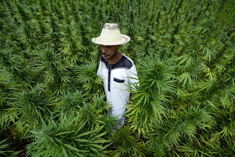 Usages licites du cannabis: le Maroc dispose d'une législation innovante et unique dans son genre