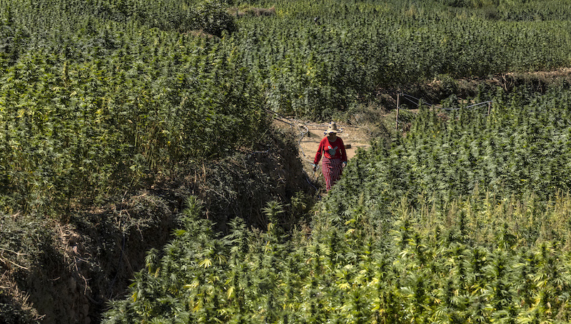 Culture du cannabis : la Grâce Royale, une Haute Initiative humaniste inscrite dans une perspective stratégique de grande ampleur, selon un expert