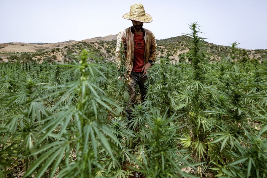 Sept questions pour comprendre la loi sur les usages licites du cannabis