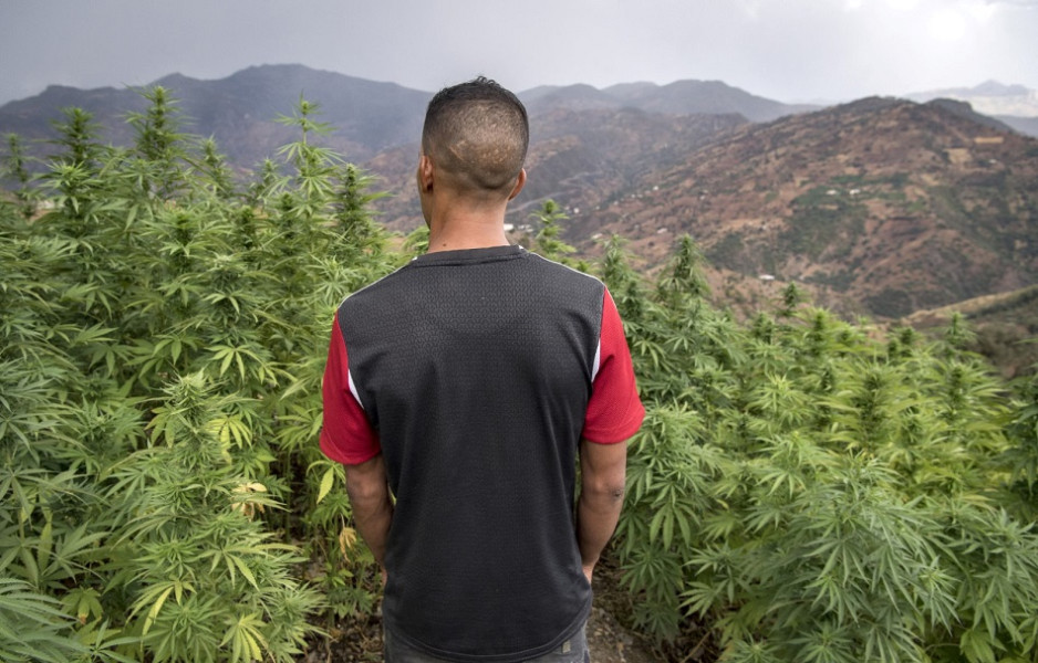 القنب الهندي- cannabis
