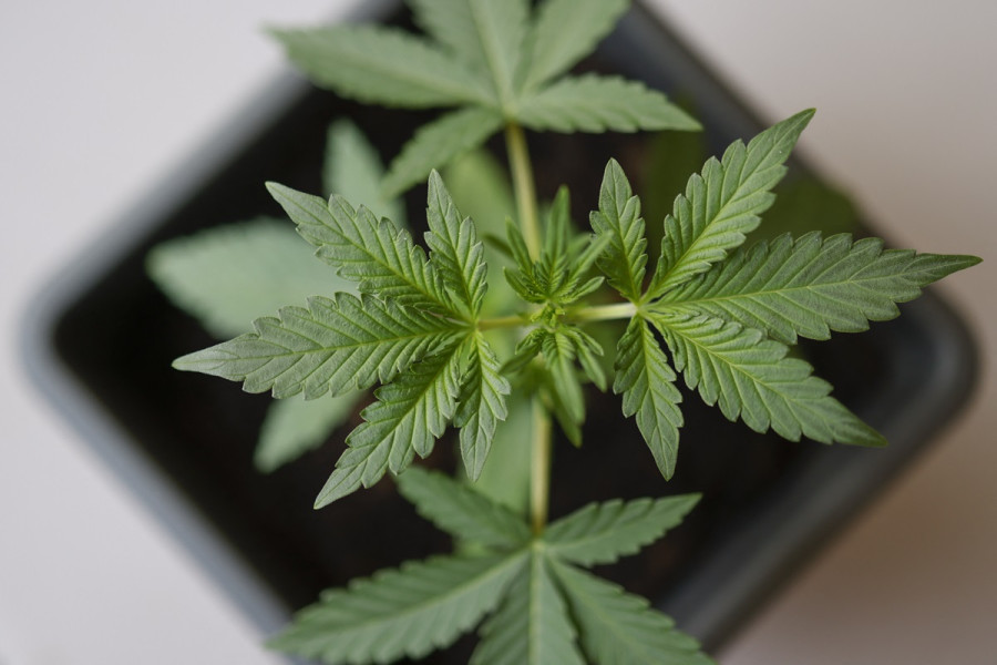 Universitaire: la Grâce Royale est en droite ligne avec le chantier de réglementation et de développement des usages licites du cannabis 
