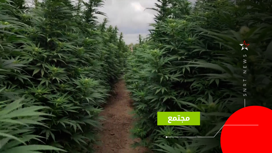 القنب الهندي