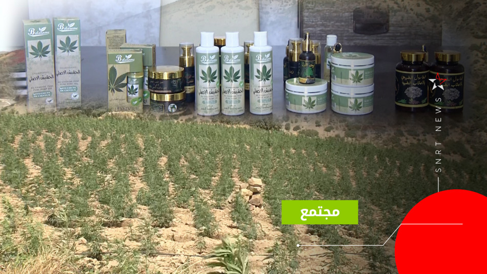 القنب الهندي