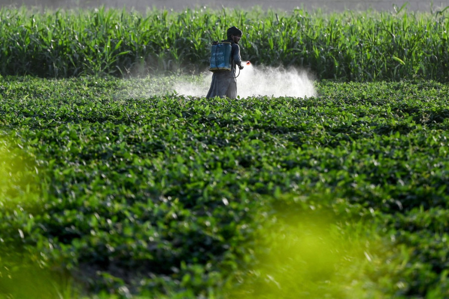 Insecticide