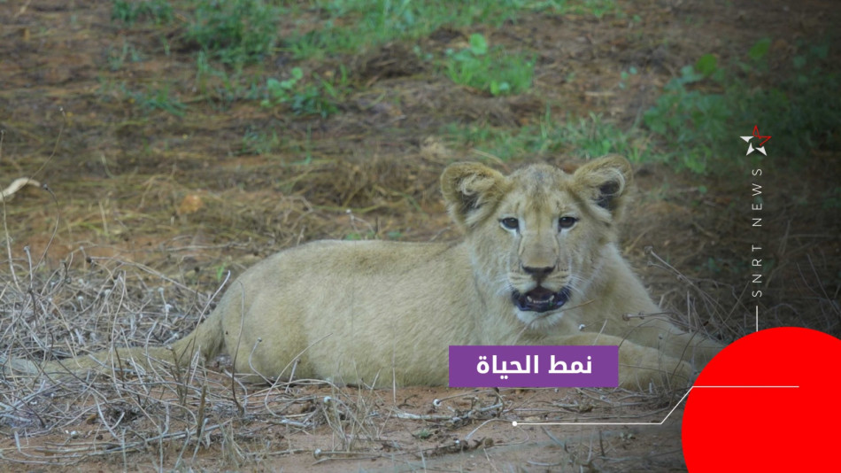 أسود الأطلس أزغار