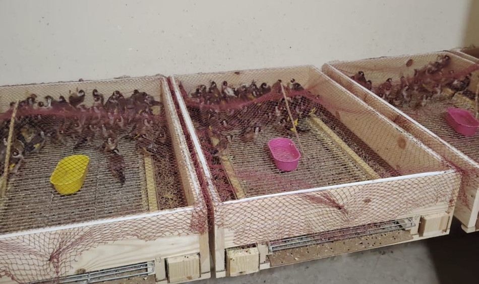 طائر الحسون