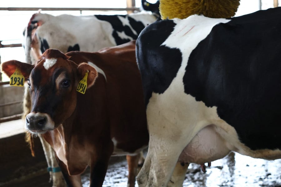 vaches