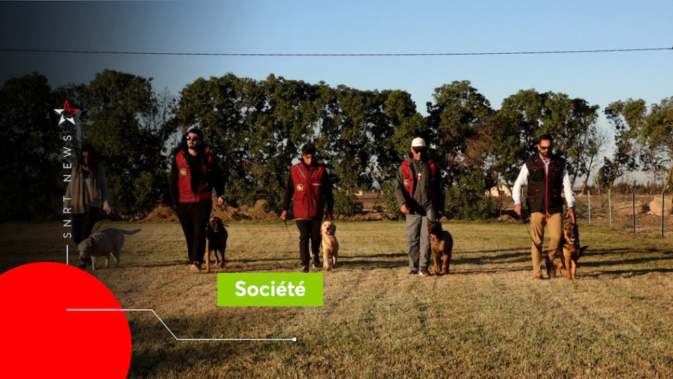 Dressage des chiens