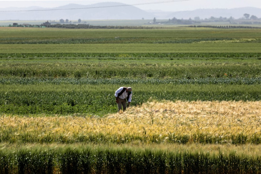 Les dernières précipitations, un réconfort pour plusieurs agriculteurs