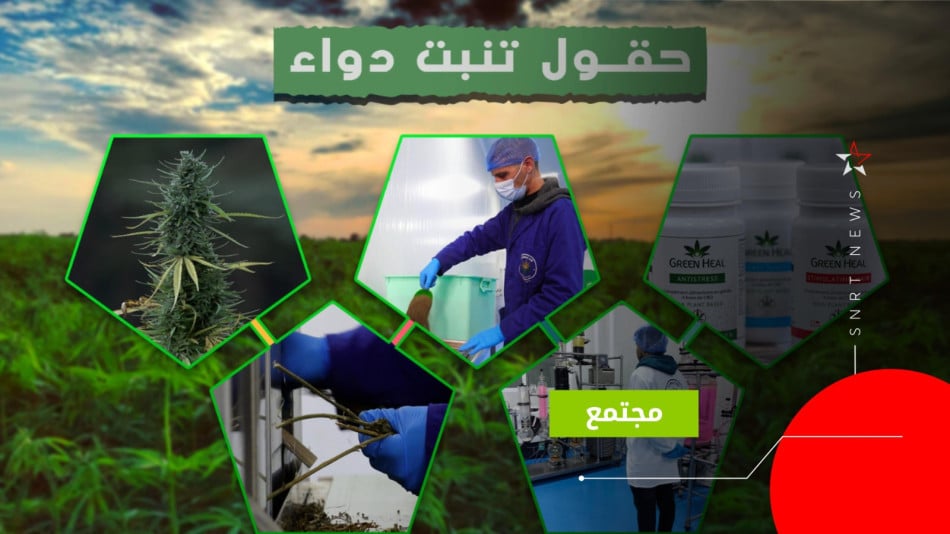 القنب الهندي 