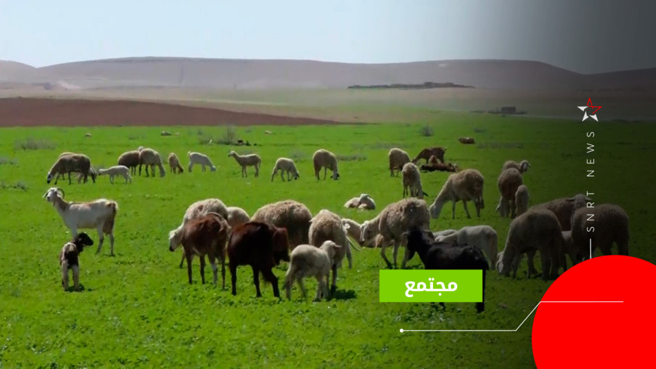 أمطار الرحامنة