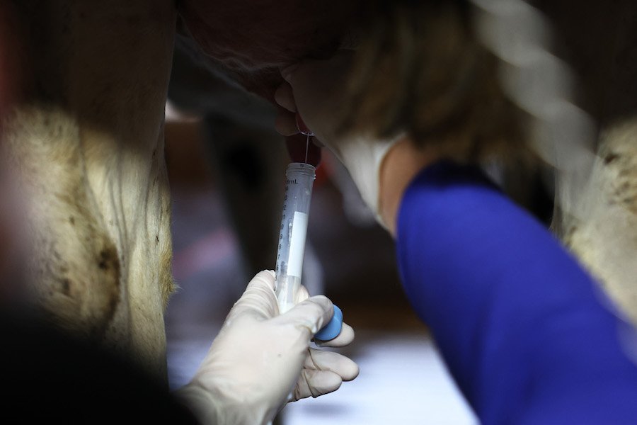 La tuberculose bovine menace encore la santé publique 
