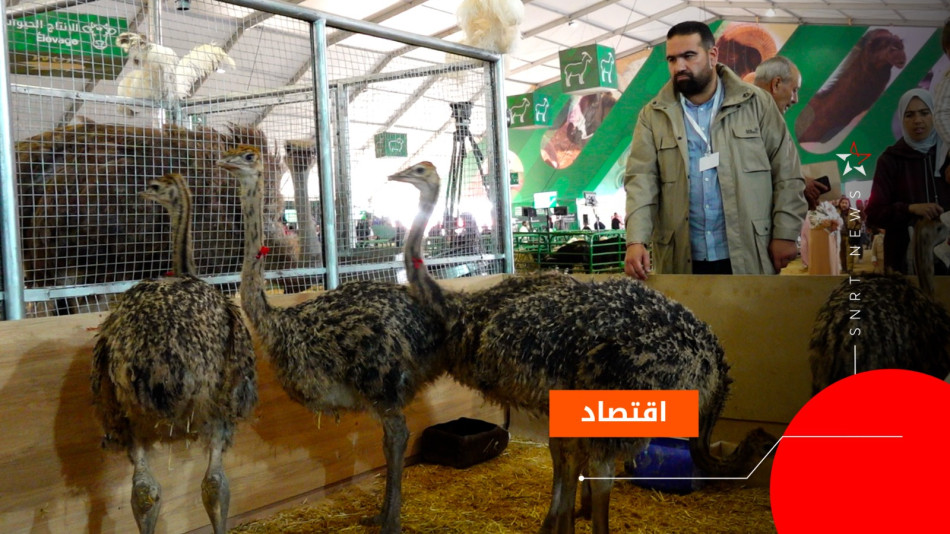 مشروع لتربية النعام بأولاد تايمة