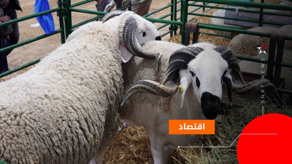 مربو المواشي