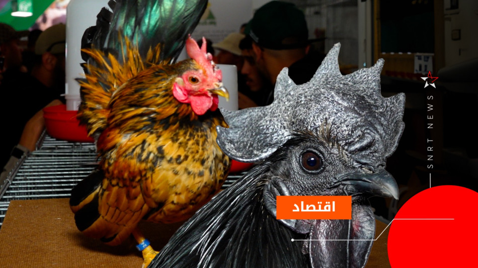 دجاج الزينة