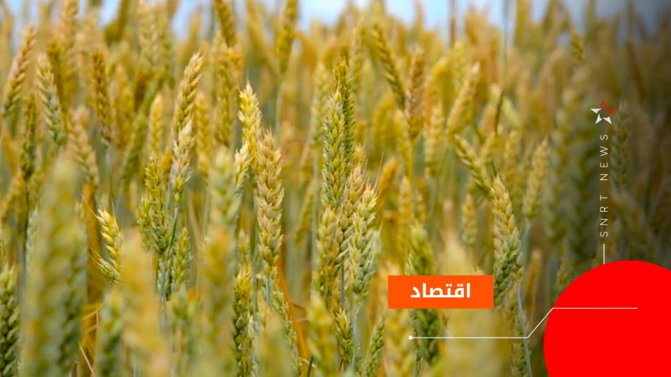 الحبوب 