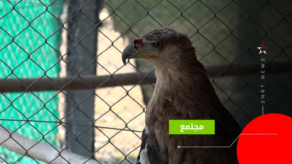 طائر إسباني