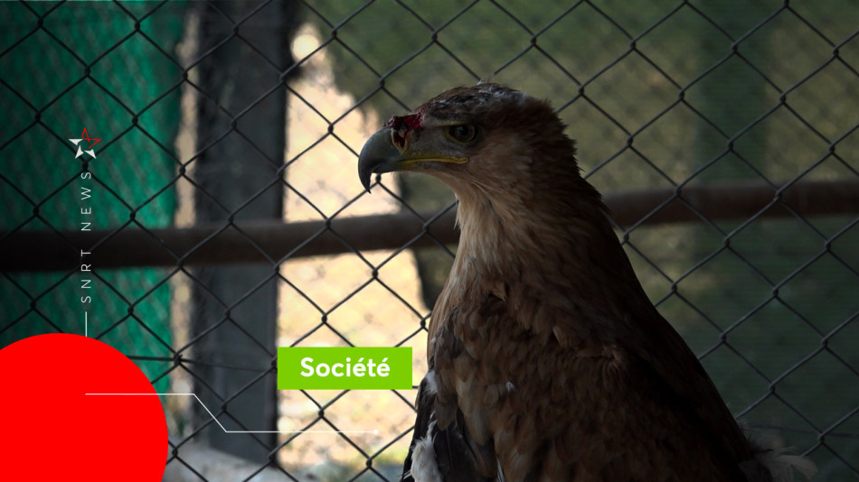 Rapace