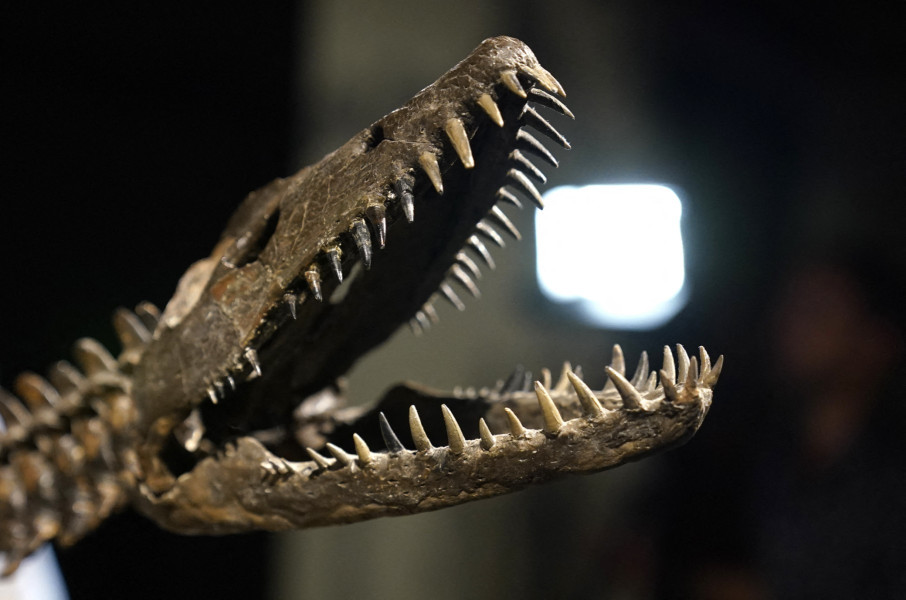 Paléontologie: Un troisième dinosaure à bec de canard découvert au Maroc