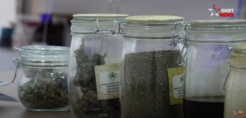 مواد أولية للقنب الهندي 