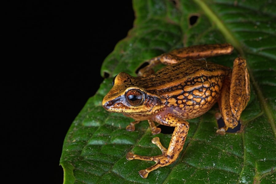 grenouille pérou