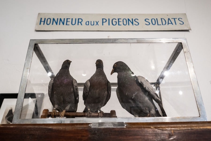Près de Paris, les derniers pigeons militaires d'Europe s'envolent toujours