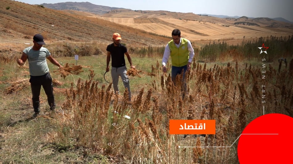 الكينوا