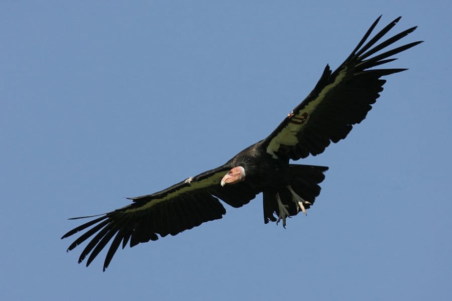 Vautour