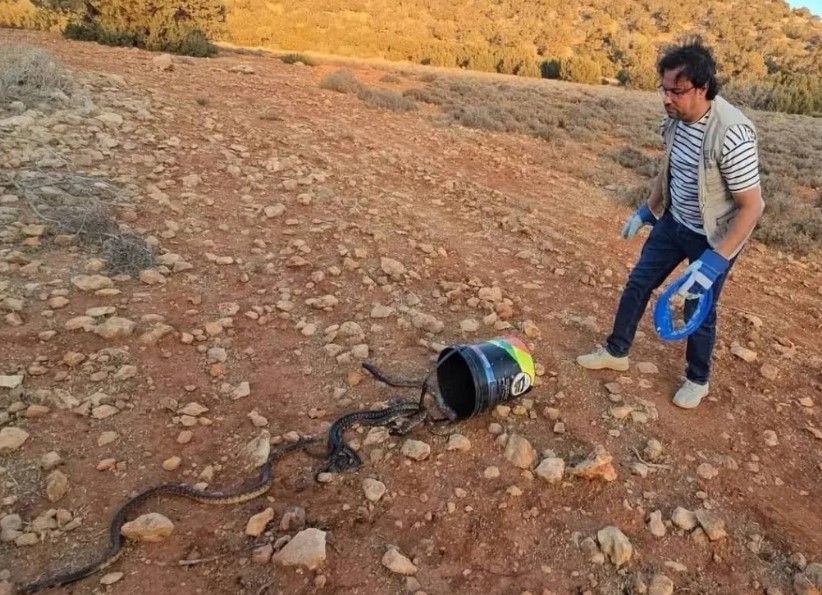 Des cobras ont-ils été relâchés dans la nature près de Marrakech?