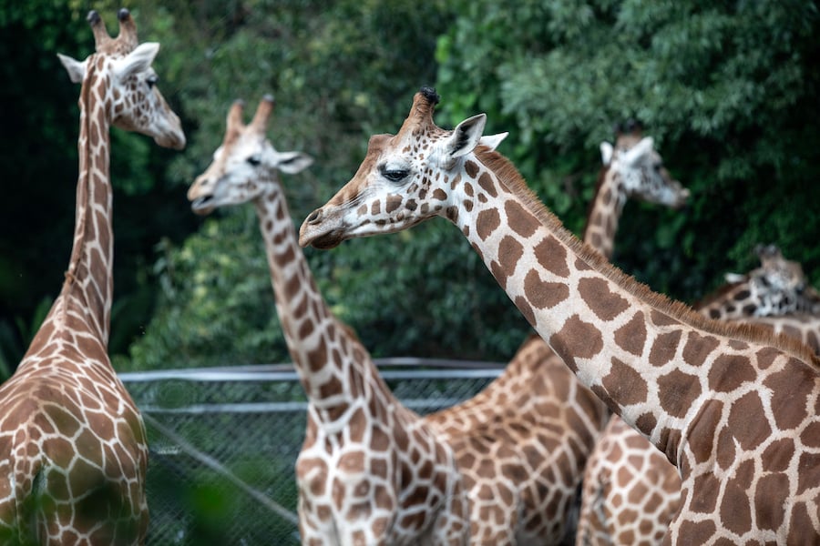 Il n'existe pas une espèce unique de girafes mais quatre