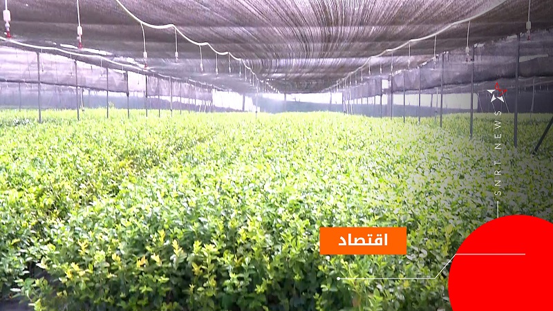 فلاحة