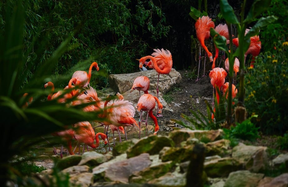  flamants roses
