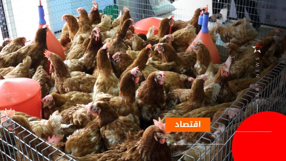 الدواجن