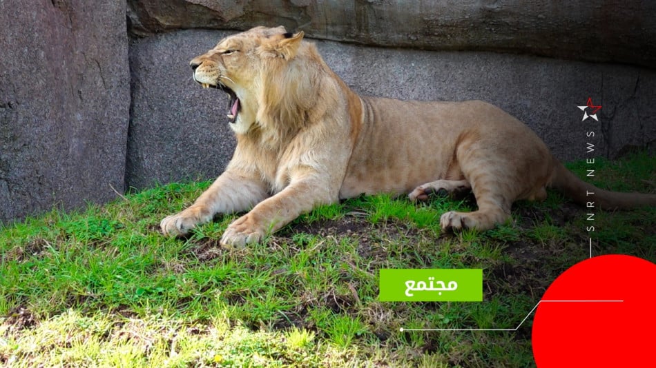 حديقة الحيوانات عين السبع