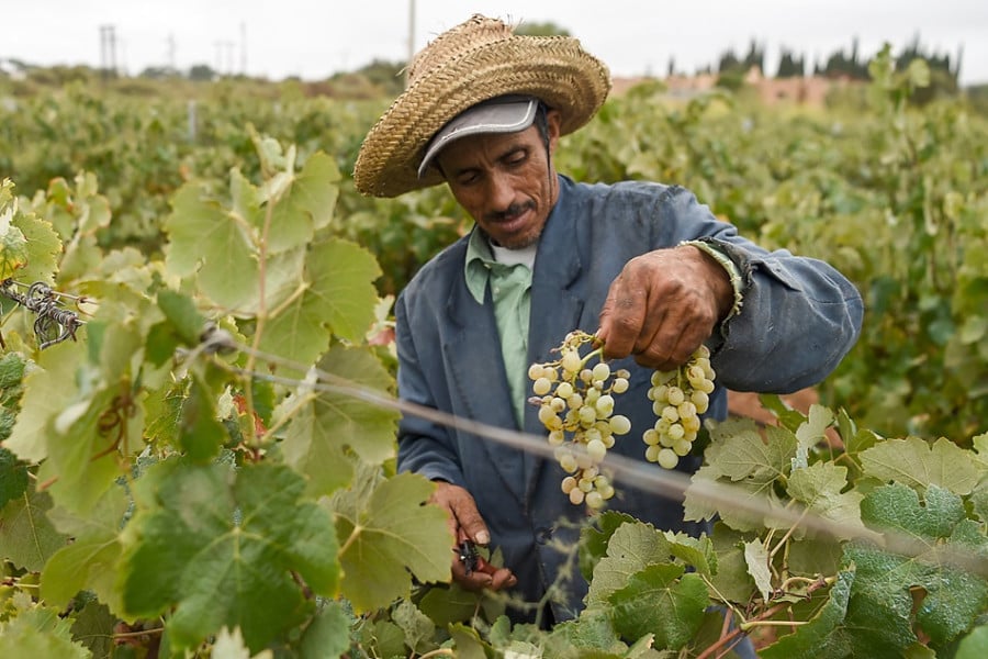 Maroc : l’OCDE prévoit une croissance de 5% en 2026 portée par le rebond agricole