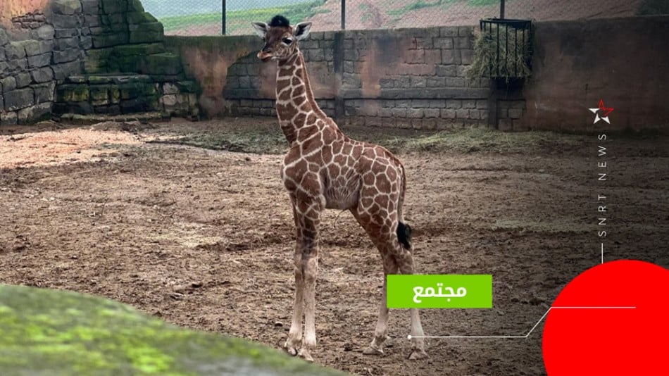 girrafe